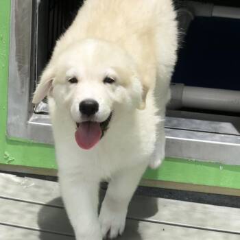 Herdini -  Great Dane and Mixed Breed Dog for Adoption in Bradenton, Florida - Herdini | PetCurious