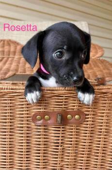 Rosetta -  Chihuahua Dog for Adoption in Shawnee, Oklahoma - Rosetta | PetCurious