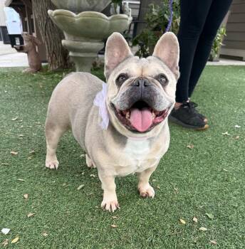 French Bulldog Dogs Available for Adoption in Temecula, California - Princess | PetCurious