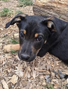 Otis -  Rottweiler and Labrador Retriever Dog for Adoption in Ooltewah, Tennessee - Otis | PetCurious