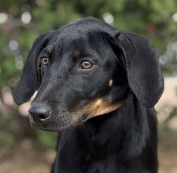 Rescue Doberman Pinscher and Labrador Retriever Dogs for Adoption in Boerne, Texas - Halo | PetCurious