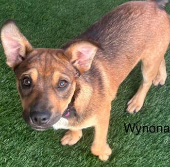 Wynona -  Rottweiler and Australian Cattle Dog Blue Heeler Dog for Adoption in Krum, Texas - Wynona | PetCurious