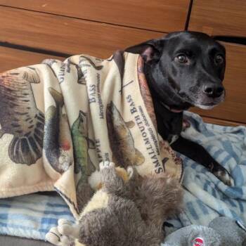 Mixed Breed Dogs Available for Adoption in Orange Park, Florida - Jupiter | PetCurious