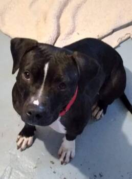 Cassie -  Pit Bull Terrier Dog for Adoption in Naperville, Illinois - Cassie | PetCurious