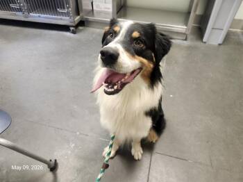Australian Shepherd Dogs Available for Adoption in Santa Cruz, California - BALOO | PetCurious