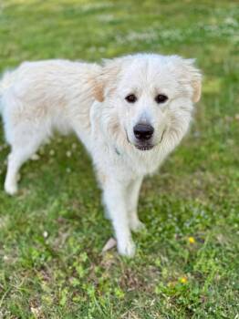 Great Pyrenees Dogs Available for Adoption in Manchester, New Hampshire - Dustin In NH! Meet Our Adoptable Dogs Wed-Sat, More Info In Bio | PetCurious