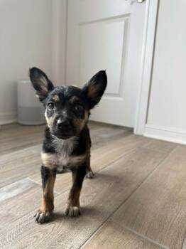 Cattle Dog and Chihuahua Dogs Available for Adoption in Denver, Colorado - Sprinkles | PetCurious