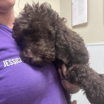Biscotti -  Poodle and Mixed Breed Dog for Adoption in Tulsa, Oklahoma - Biscotti | PetCurious
