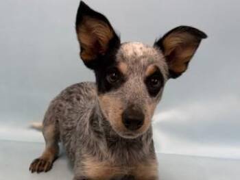 Yeti -  Mixed Breed Dog for Adoption in Golden Valley, Minnesota - Yeti | PetCurious