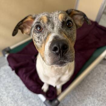 Bindi -  Catahoula Leopard Dog Dog for Adoption in St. Augustine, Florida - Bindi | PetCurious