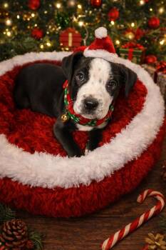 Griswald -  Mixed Breed Dog for Adoption - Griswald | PetCurious