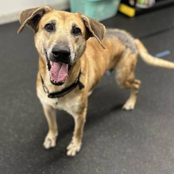 Mixed Breed Dogs Available for Adoption - Tiny | PetCurious