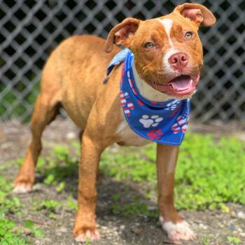 American Bully and American Staffordshire Terrier Dogs Available for Adoption in Madisonville, Texas - Pico | PetCurious