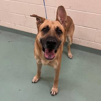 Rocky -  Mixed Breed Dog for Adoption in Memphis, Tennessee - Rocky | PetCurious