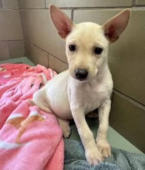 LUCKY -  German Shepherd Dog Dog for Adoption in Riverside, California - LUCKY | PetCurious