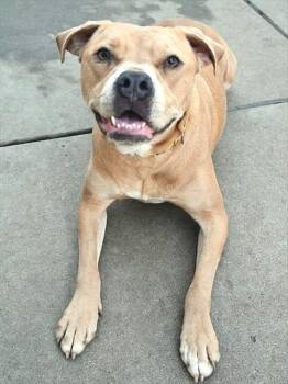 Pit Bull Terrier and Boxer Dogs Available for Adoption - ANIPPE | PetCurious