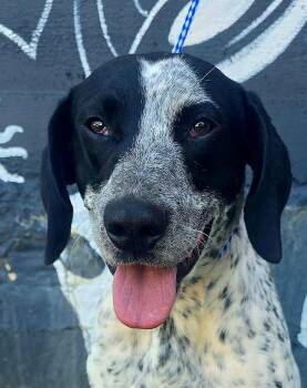Spot (foster needed) -  English Pointer and Bluetick Coonhound Dog for Adoption in New York, New York - Spot (foster Needed) | PetCurious