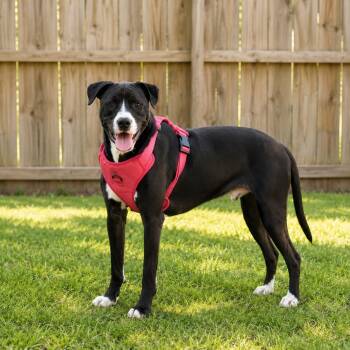 Sammy Davis -  American Staffordshire Terrier and Mixed Breed Dog for Adoption in Houston, Texas - Sammy Davis | PetCurious