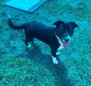 Labrador Retriever and Corgi Dogs Available for Adoption in Bryant, Arkansas - LeRoy | PetCurious