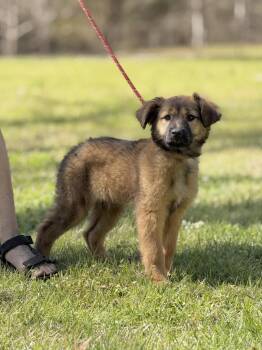 Shepherd Dogs Available for Adoption in Locust Fork, Alabama - Paddy | PetCurious