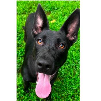 CT Lucille -  German Shepherd Dog and Mixed Breed Dog for Adoption in Eastford, Connecticut - CT Lucille | PetCurious
