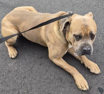 Cane Corso Dogs Available for Adoption - Pen 144c Tiny | PetCurious