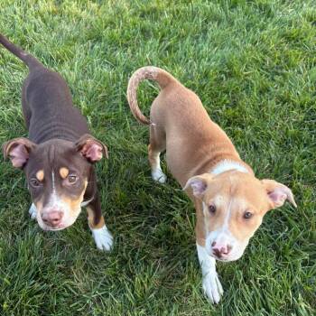 Nezuko -  Mixed Breed Dog for Adoption in Wheeling, Illinois - Nezuko | PetCurious