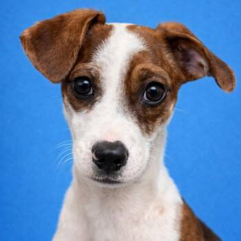 Mixed Breed Dogs Available for Adoption - Cruz | PetCurious