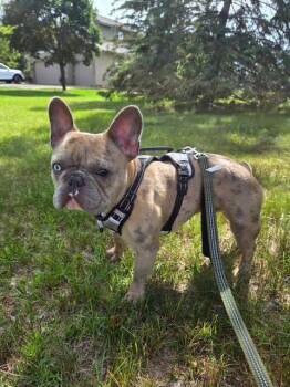 Milo -  French Bulldog Dog for Adoption in Dayton, Minnesota - Milo | PetCurious