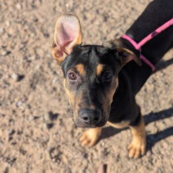 Mixed Breed Dogs Available for Adoption - Butterball | PetCurious