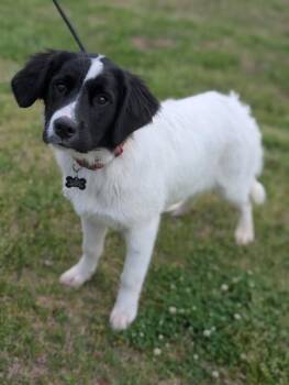Border Collie and Mixed Breed Dogs Available for Adoption - Natalie | PetCurious