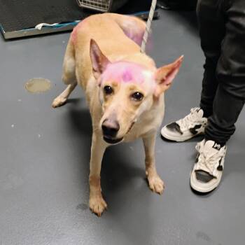 Mixed Breed Dogs Available for Adoption in Allentown, Pennsylvania - Levy | PetCurious