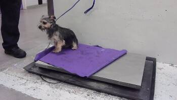 A2096558 -  Havanese and Mixed Breed Dog for Adoption in Houston, Texas - A2096558 | PetCurious