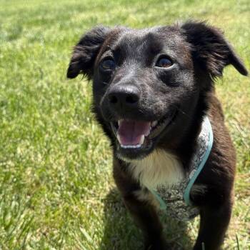 Dachshund and Patterdale Terrier Fell Terrier Dogs Available for Adoption in Modesto, California - West | PetCurious