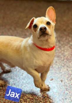 Jax -  Chiweenie Dog for Adoption in Wheelersburg, Ohio - Jax | PetCurious