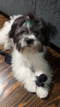 Shih Tzu Dogs Available for Adoption in Schertz, Texas - Vanilla Bean | PetCurious