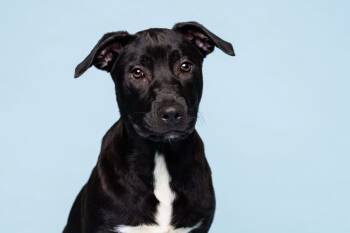 Rescue Terrier and Shepherd Dogs for Adoption in Deerfield, Michigan - Larry | PetCurious