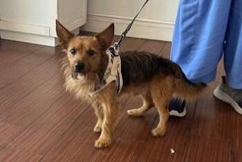 Dachshund and Parson Russell Terrier Dogs Available for Adoption - LEONARD | PetCurious