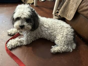 Rescue Bichon Frise and Poodle Dogs for Adoption in San Diego, California - Skippy | PetCurious