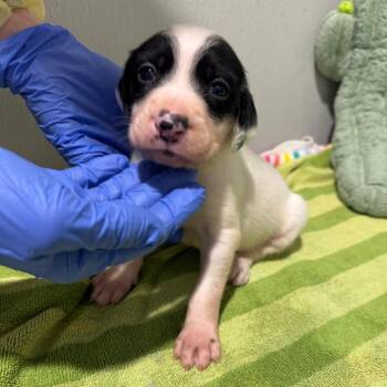 Hound and Mixed Breed Dogs Available for Adoption in Tampa, Florida - Baxter | PetCurious