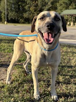 Rescue Shepherd Dogs for Adoption in Houston, Texas - Goose | PetCurious