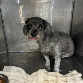 Tiny Mary -  Miniature Poodle Dog for Adoption in Northbrook, Illinois - Tiny Mary | PetCurious