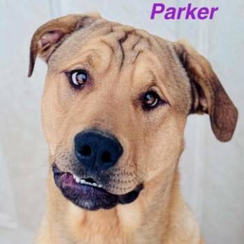 Mister Parker (20260617-05) -  Mastiff and Labrador Retriever Dog for Adoption in Niagara Falls, Ontario - Mister Parker (20260617-05) | PetCurious