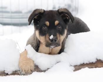 Labrador Retriever and German Shepherd Dog Dogs Available for Adoption in Polson, Montana - Kai | PetCurious