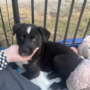 Mavy -  Husky Dog for Adoption in Bellingham, Washington - Mavy | PetCurious