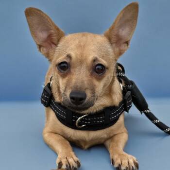 Chihuahua and Mixed Breed Dogs Available for Adoption - Amora | PetCurious