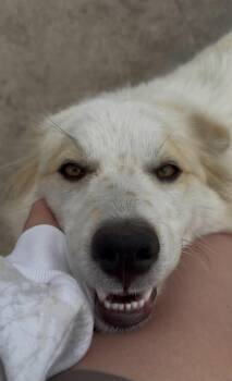 June *Help! I need a foster home!* -  Great Pyrenees and Australian Shepherd Dog for Adoption in Minneapolis, Minnesota - June *Help! I Need A Foster Home!* | PetCurious