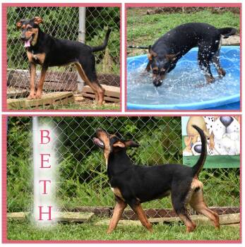 Beth -  Coonhound Dog for Adoption in Wedowee, Alabama - Beth | PetCurious