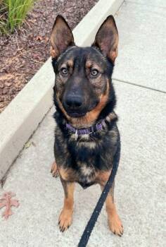 German Shepherd Dog Dogs Available for Adoption - TORO | PetCurious