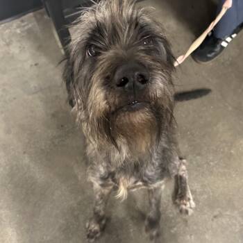 Wirehaired Terrier and Wire Fox Terrier Dogs Available for Adoption - Bobber | PetCurious